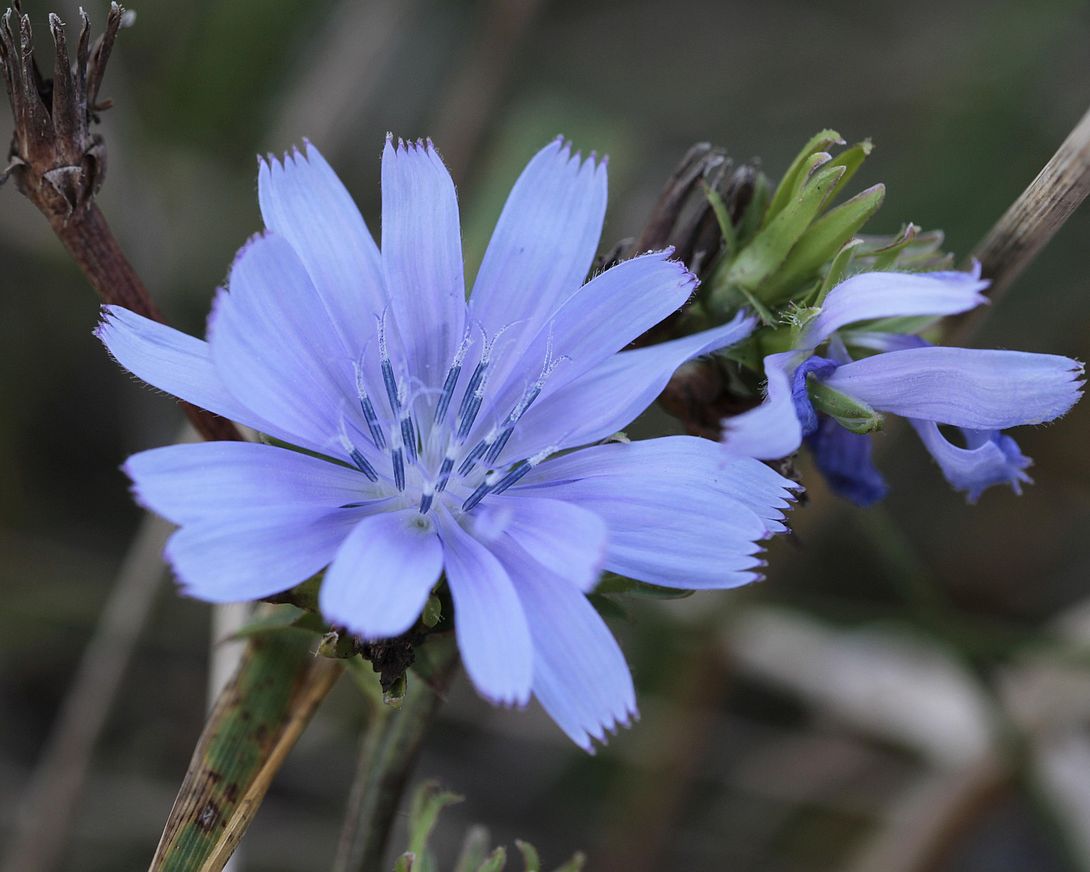 bachbluete.jpg bachbluete