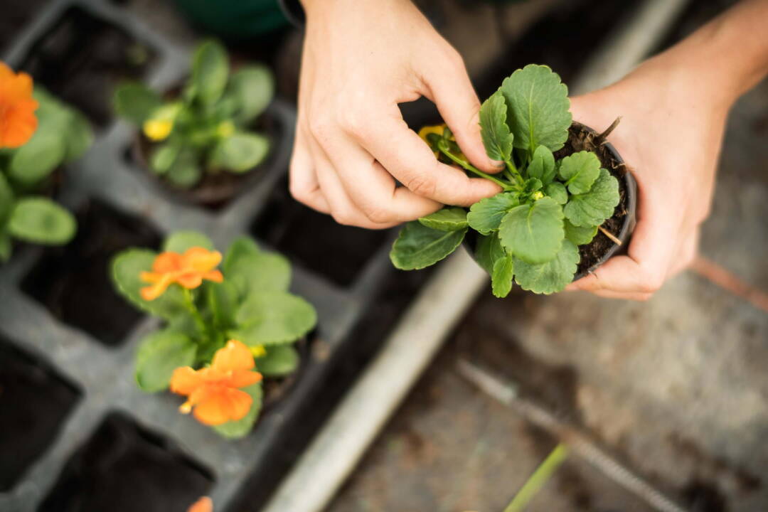Gärtner/-in EBA Pflanzenproduktion Gärtner/-in EBA Pflanzenproduktion