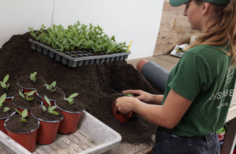 Gärtner/-in EFZ Pflanzenproduktion Gärtner/-in EFZ Pflanzenproduktion