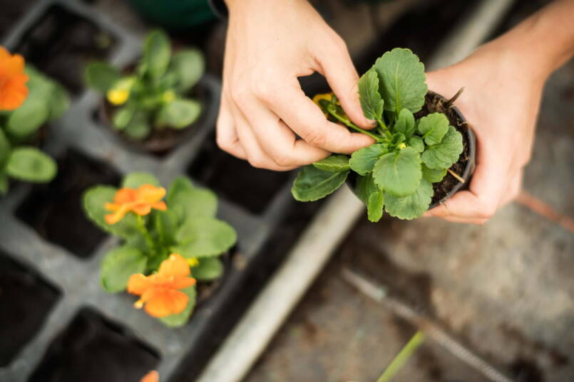 Gärtner/-in EBA Pflanzenproduktion Gärtner/-in EBA Pflanzenproduktion